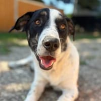 Apollo- nach schwerem Start möchte er endlich ankommen, Hund zur Adoption