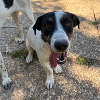 Apollo- nach schwerem Start möchte er endlich ankommen, Hund zur Adoption