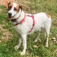 freundlicher Rüde sucht Körbchen, Hund zur Adoption