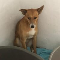 tausche Herzchen gegen Zuhause, Hündin zur Adoption