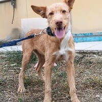 Roger ein herziger Zausel, Hund zur Adoption