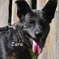 Zara, Hündin zur Adoption
