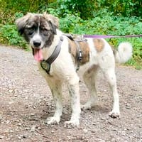 Bella sucht ihre Hundeerfahrene Menschen..., Hündin zur Adoption