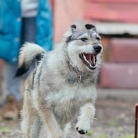 Ein Herz aus Gold namens Bijou sucht ein Zuhause, Hündin zur Adoption