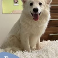Timm SR, freundlich, etwas schüchtern, Hund zur Adoption