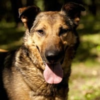 Yashain 83543 Rott am Inn, Hund zur Adoption