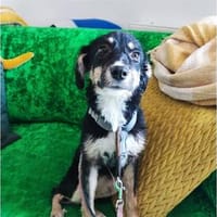 Twinkie - wartet in 27367 Sottrum, Hündin zur Adoption