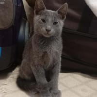 Mochi, grauer Schnurrprinz, ca. 5 Monate, Kater zur Adoption