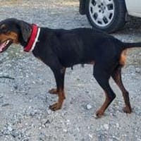HEDDA, wunderbare Hündin sucht, Hündin zur Adoption