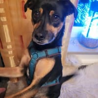 Anton sucht sein Für-immer-Zuhause!, Hund zur Adoption