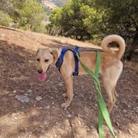 verspielter Labrador Mix Rüde sucht Familie, Hund zur Adoption