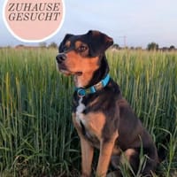 ZAKO sucht sein forever Home, Hund zur Adoption