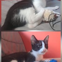 Klio und Thalia, Katze zur Adoption