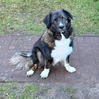 Nemo sucht konsequente Rassekenner, Hund zur Adoption