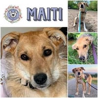 MAITI ° kleines Löwenmädchen  sucht ihr Zuhause, Hündin zur Adoption