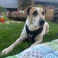 Hallo, ich bin Kalle, Hund zur Adoption