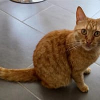Nala, verschmuste Rottigerin, ca.3 Jahre, Katze zur Adoption