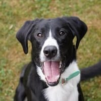 Araldo - wartet in 45549 Sprockhövel, Hund zur Adoption