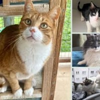 Pflegestellen für unsere Katzen gesucht!, Kater zur Adoption
