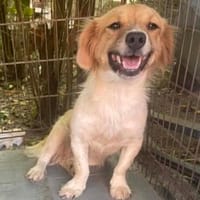 süße Hündin shaggy sucht 4ever home, Hündin zur Adoption