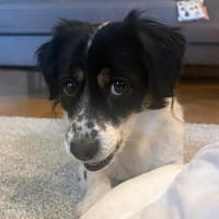 Nelly - Unsichere Kuschelmaus muss ihr Zuhause verlassen, Hündin zur Adoption