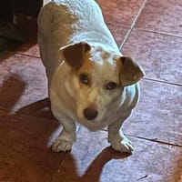 Chester sucht einfach nur ein Zuhause, Hund zur Adoption