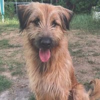 Riesenbaby Cheddar sucht liebe konsequente Familie, Hund zur Adoption