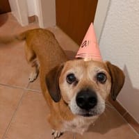 Charlie, verschmuster Senior, ca. 11 J., Hund zur Adoption