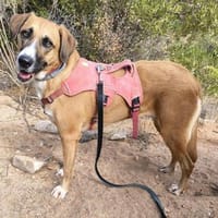 freundliche Hündin sucht Schmuseplatz, Hündin zur Adoption