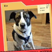Vermittlungshilfe für Rio, Hund zur Adoption