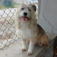 Freundlich, fröhlich, kinderlieb... Milo, Hund zur Adoption