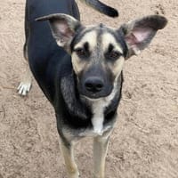 Mars hat noch Hoffnung, Hund zur Adoption