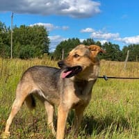 Mia lieb und zutraulich, Hündin zur Adoption