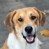 Imilo, geb. ca. 04/2024, 47652 Weeze, Hund zur Adoption