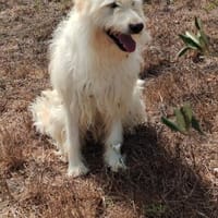 Chiara, Hündin zur Adoption