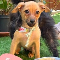 💙Fiona - welpen typisch verspielt💙, Hündin zur Adoption