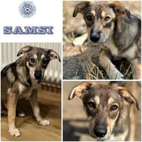 SAMSI ° freundlich, fröhlich und zugewandt, Hund zur Adoption