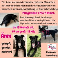 🐾Unsere liebe Änni sucht ihr Zuhause 🐾, Hündin zur Adoption