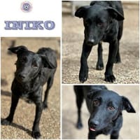 INIKO ° ruhige junge Hündin, Hündin zur Adoption