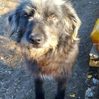 Entspannter, liebenswerter Yannis sucht, Hund zur Adoption