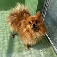 Bobi, chien à adopter
