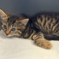 MISERY, chatte à adopter
