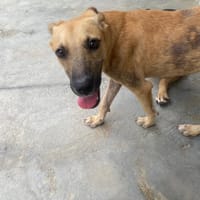 Chichi, chienne à adopter