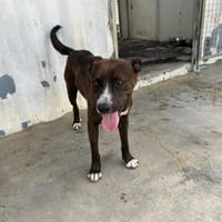 TI- COEUR, chien à adopter