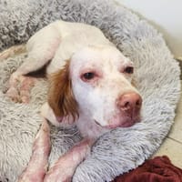 ETOILE QCN, chienne à adopter