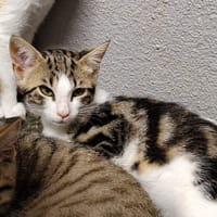 MEIKO, chat à adopter