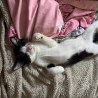 ATHENA PAB28930, chatte à adopter
