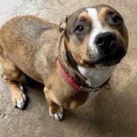 NAYA, chienne à adopter