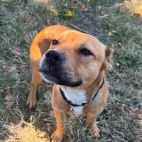 Loki, chien à adopter