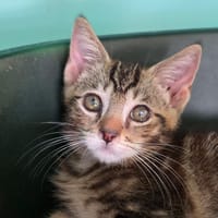 ATCHOUM, chat à adopter